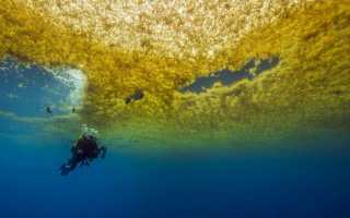 Саргассово море это море или озеро