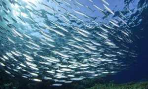 Рыба черного моря чем питаются